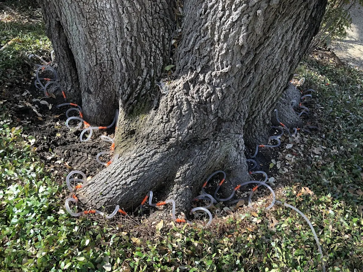 Detailed Tree Cabling and Bracing job site in New Holstein
