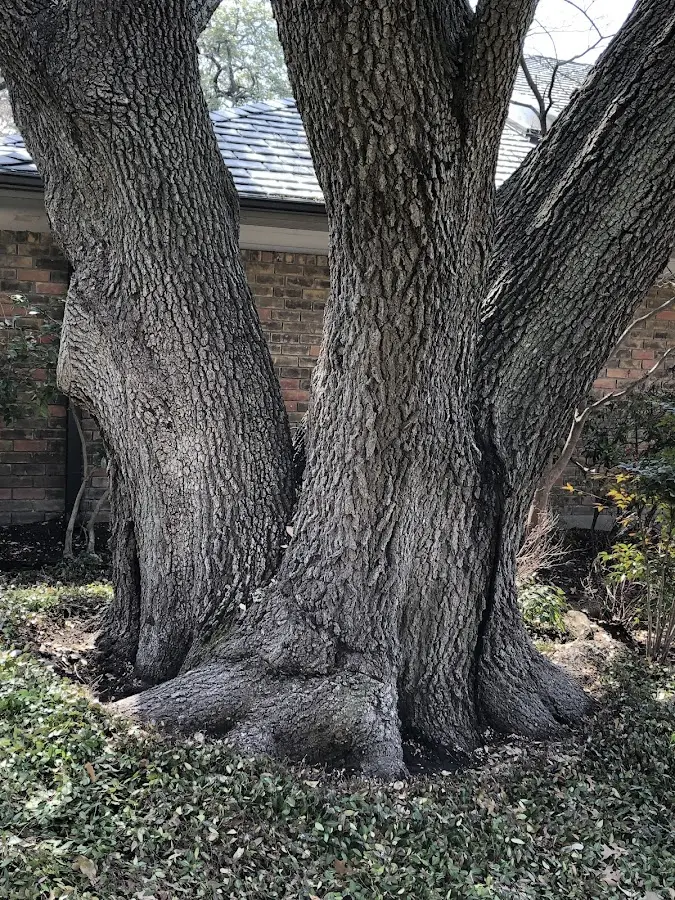 Mature heritage tree close to a New Holstein property cared for by certified arborists